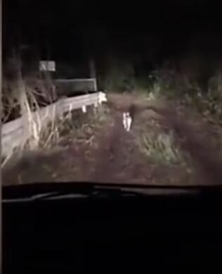 司机深夜在山区迷路 一只猫咪当向导神奇将其引回主路【视频】