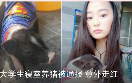 女大学生寝室养猪被通报意外走红 称不准养猫养狗才养的猪