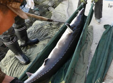 2米长大鱼卖12万元 渔民用担架抬