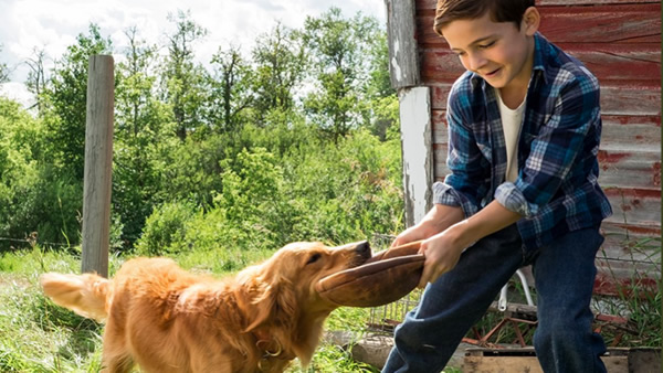 阿里影业：《一条狗的使命》续集开拍，明年5月北美上映