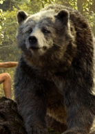 巴鲁、棕熊