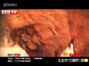 北京仕祥獒园 超红孩儿 酷獒网 大五摄制