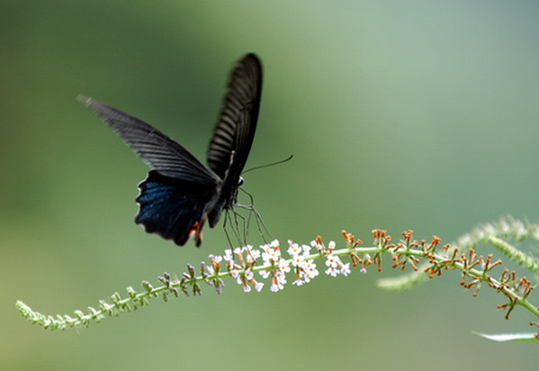 美丽的黑蝴蝶