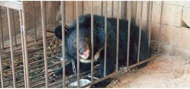 云南丽江一村民把黑熊当宠物狗养3年晚上抱着睡 警察发现后没收 
