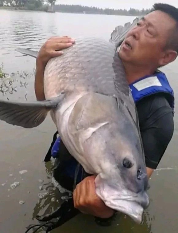 男子钓起150斤巨型青鱼：途中6次被鱼拉下水最后将其放生