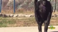 朝鲜动物园内大猩猩每天一包烟 自点自抽人模人样[高清版]