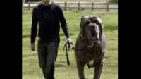 这是我见过世界上最大的狗了!史上最大的!赞!_标清