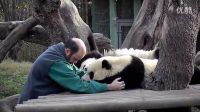 中国大熊猫在马德里动物园_高清