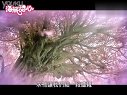 海派甜心[第01集]02一棵开花的树