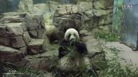 外国大熊猫在动物园里安安静静的吃竹子
